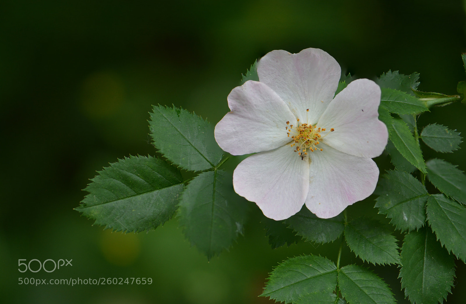 Nikon D7100 sample photo. Blume photography