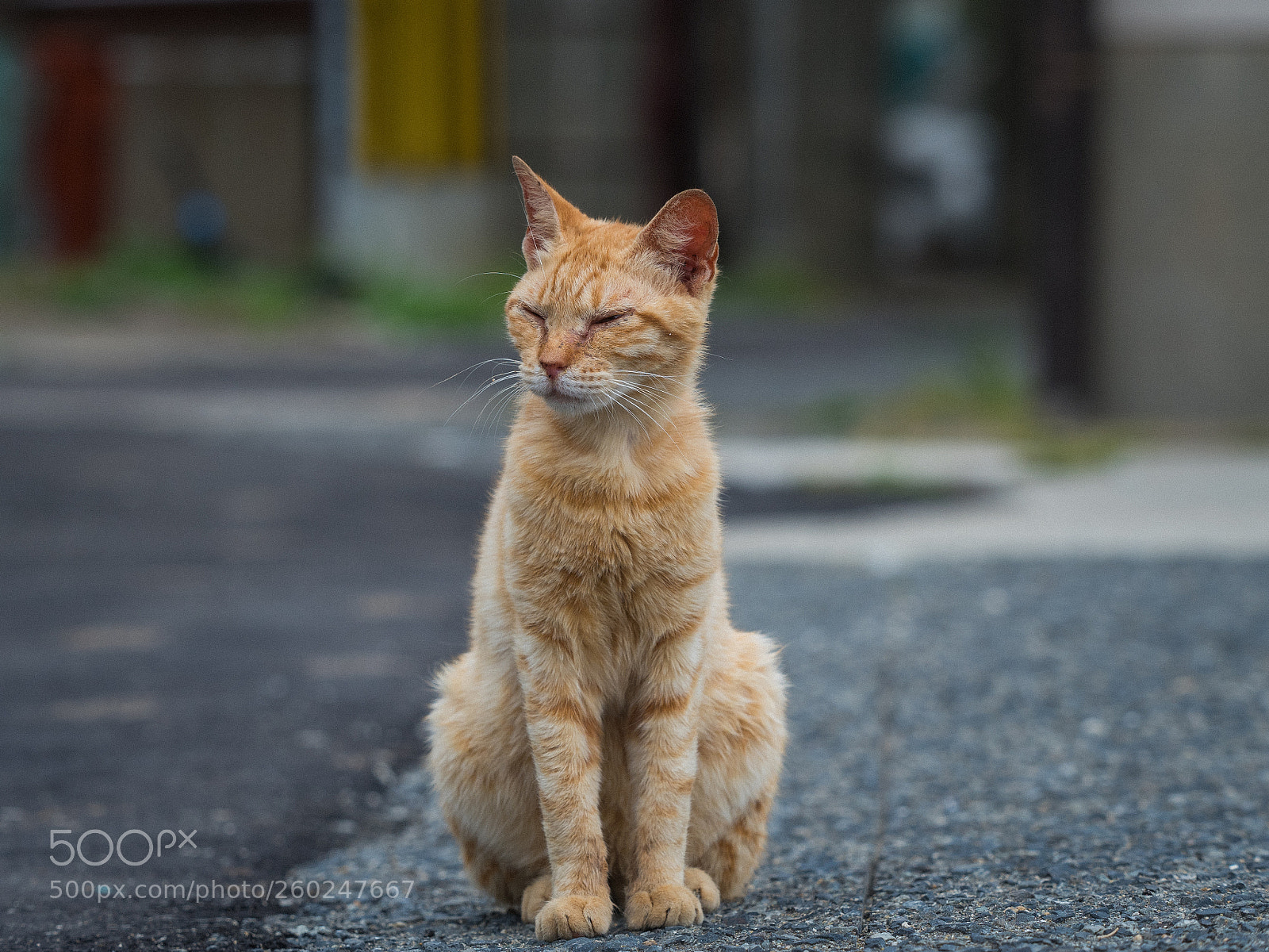 Olympus OM-D E-M5 II sample photo. Fk photography