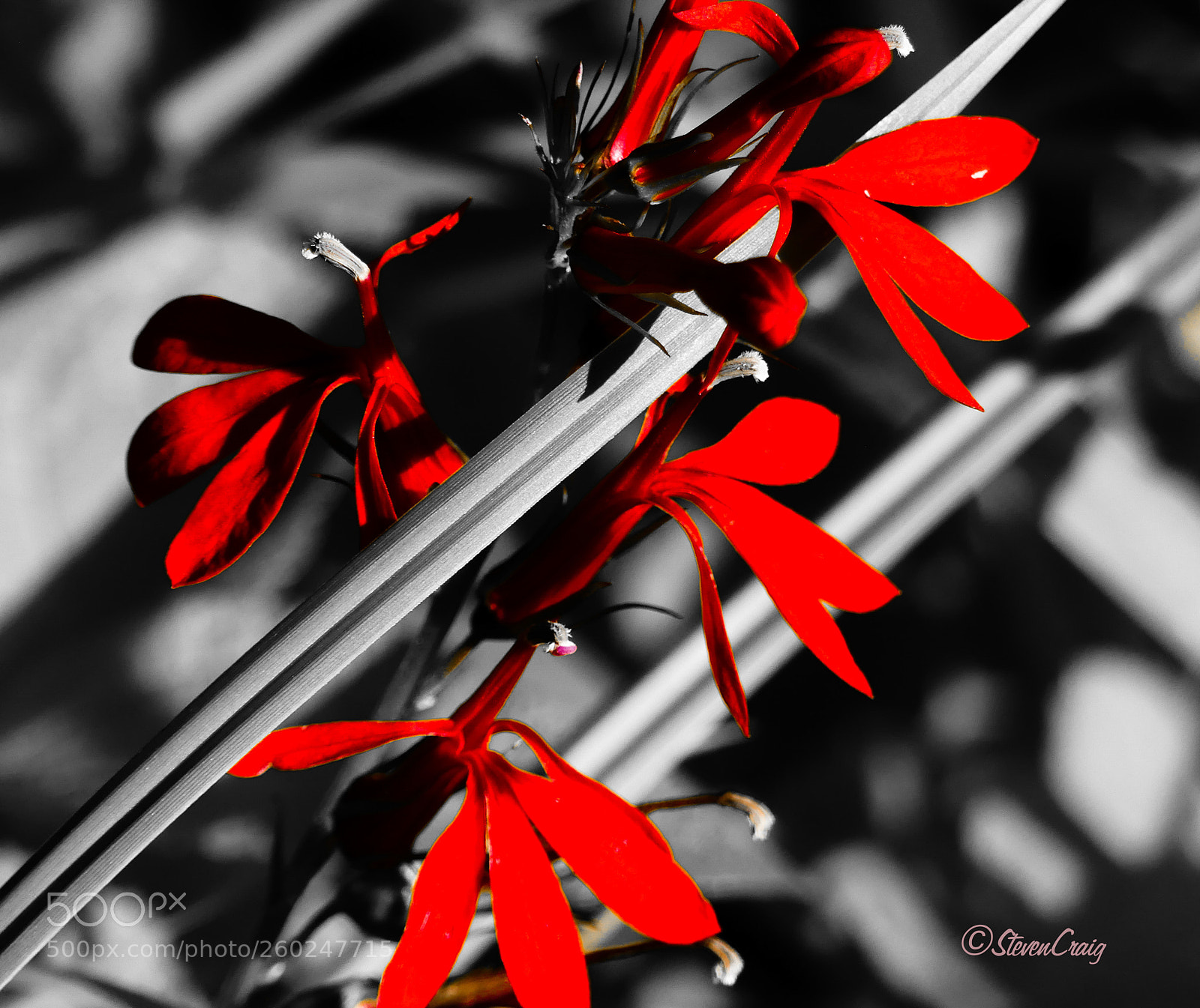 Panasonic Lumix DMC-FZ300 sample photo. Wild river flowers photography
