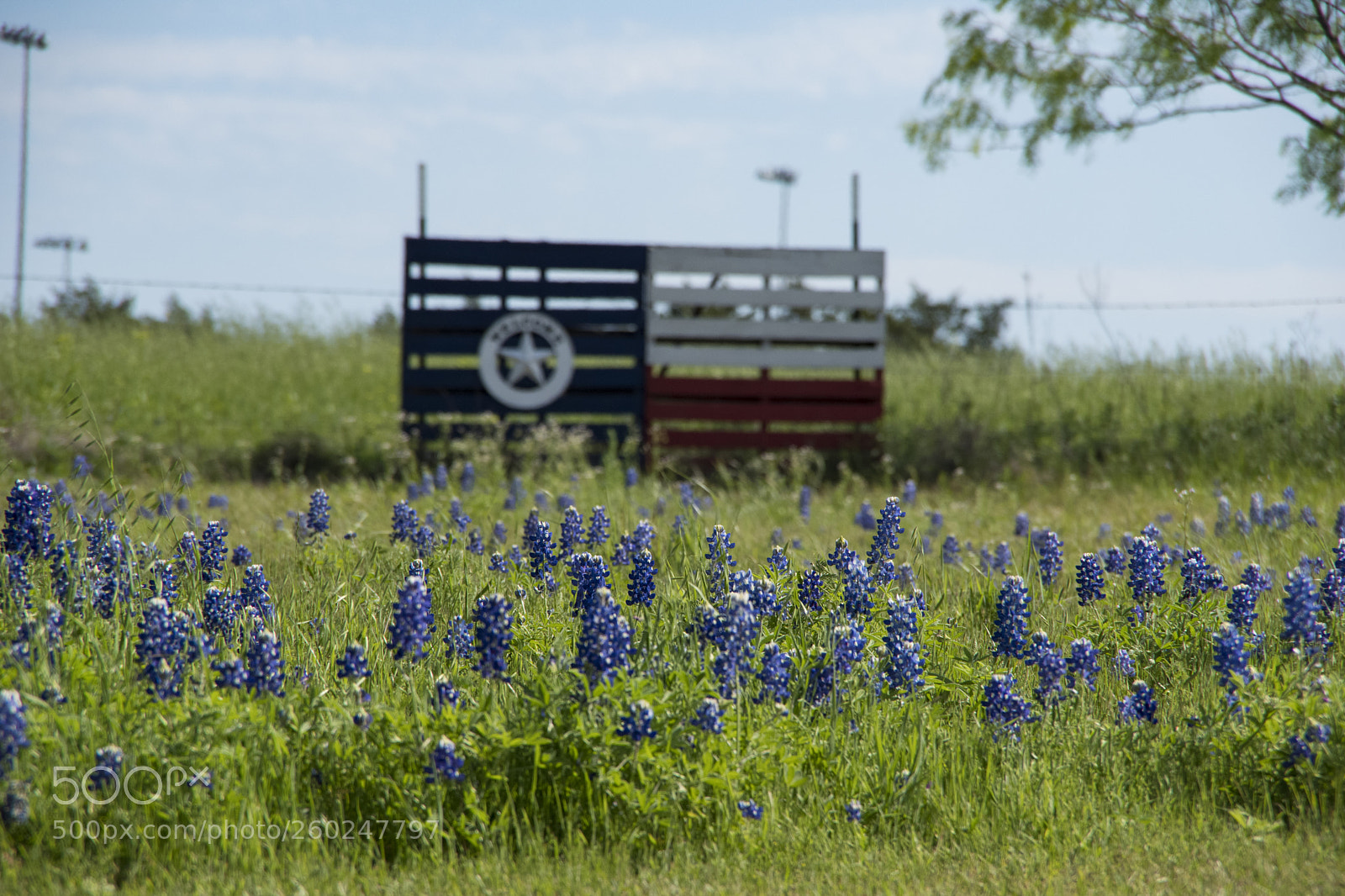 Pentax K-70 sample photo. Texas bluebonnets photography