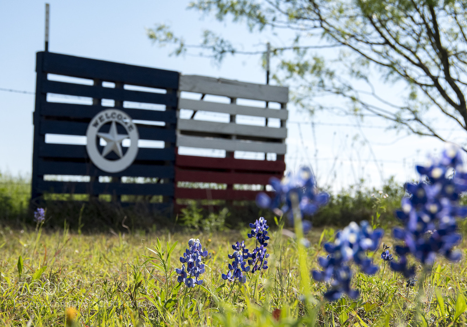 Pentax K-70 sample photo. Texas bluebonnets photography