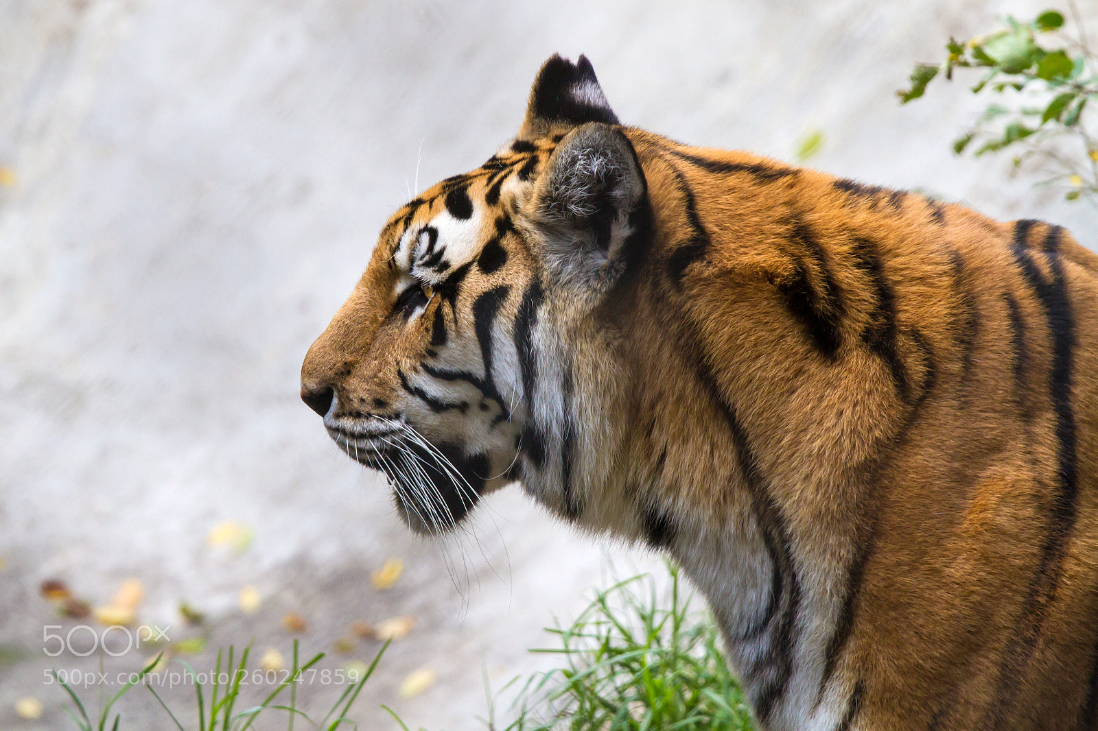 Canon EOS 7D sample photo. Tiger walking through grass photography