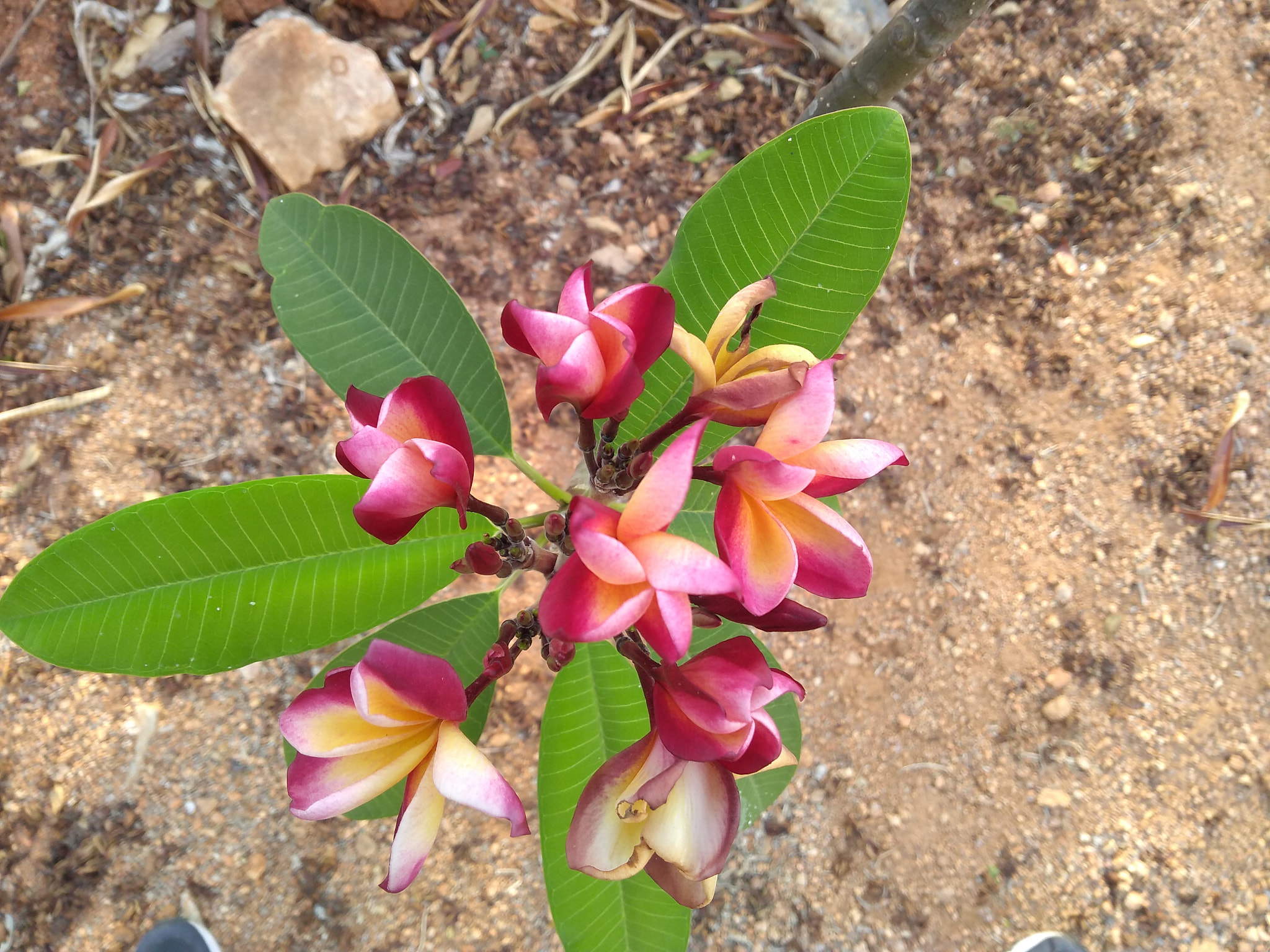 Motorola Moto G (5S) Plus sample photo