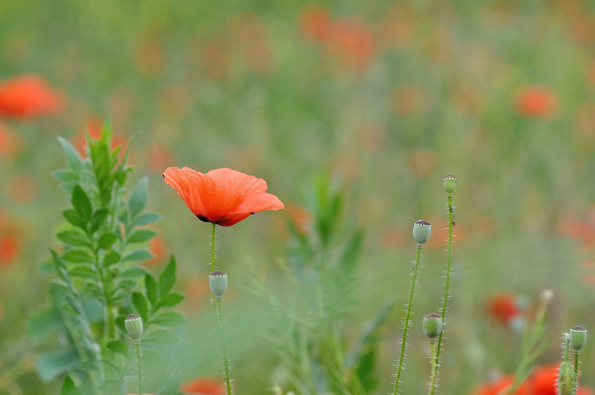 Nikon D5000 sample photo. Red poppy photography
