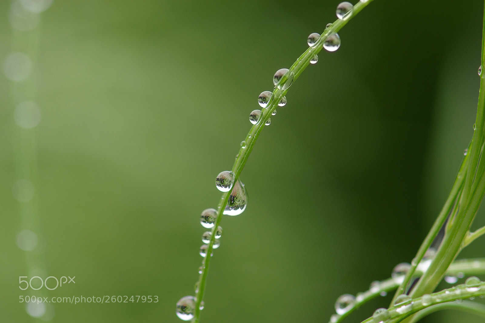 Nikon D5500 sample photo. Drops photography