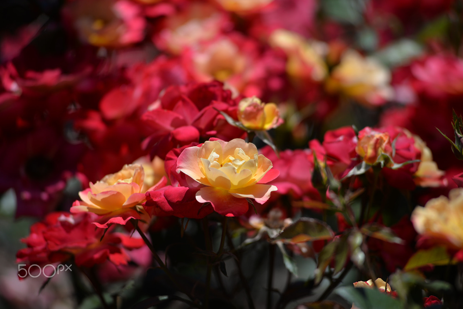 Nikon D610 + Nikon AF-Nikkor 80-200mm F2.8D ED sample photo. Colorful rose photography