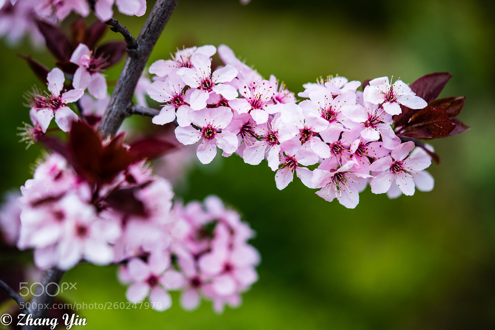 Sony a7R II sample photo. Untitled photography