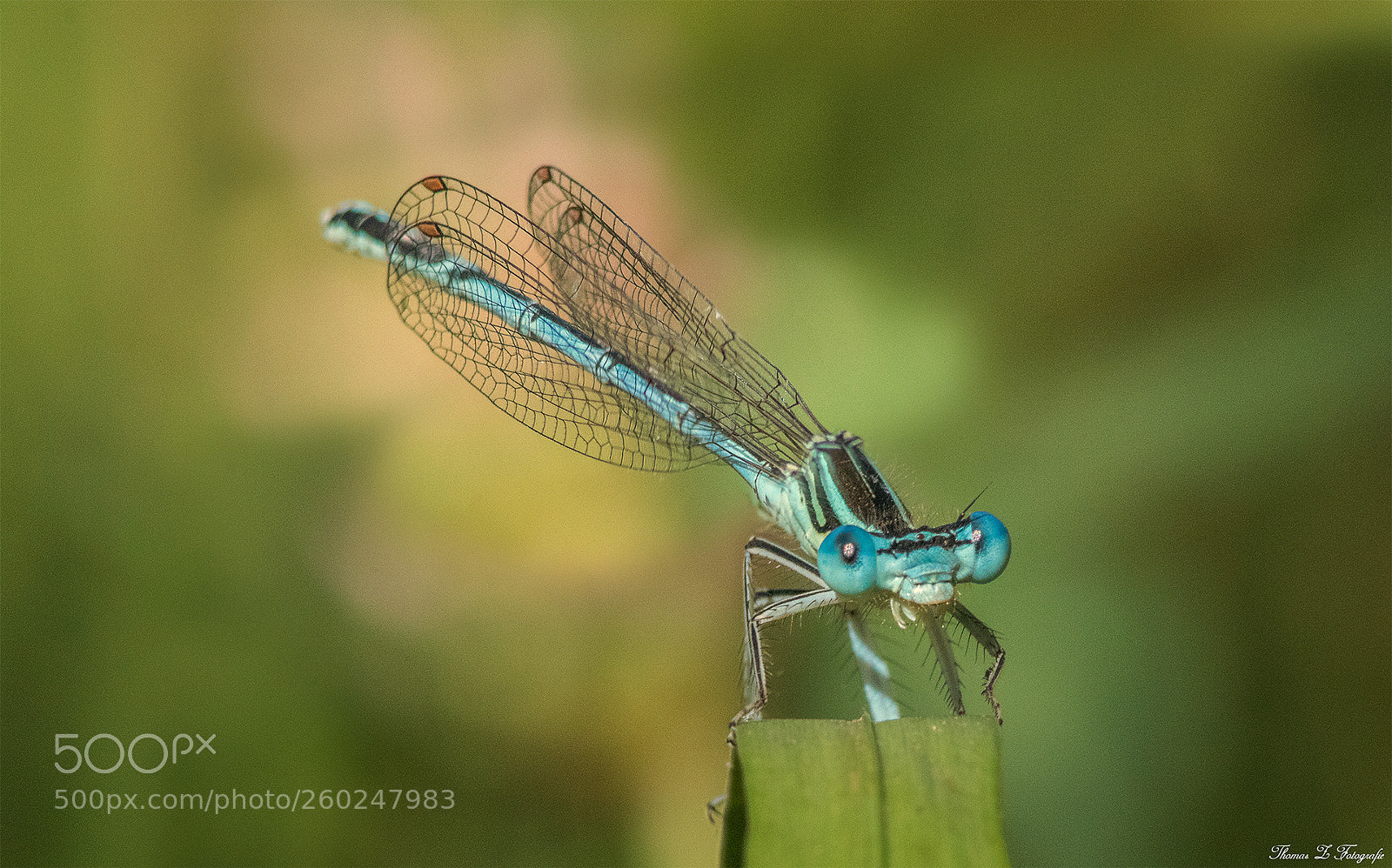 Canon EOS 750D (EOS Rebel T6i / EOS Kiss X8i) sample photo. Dragonfly photography