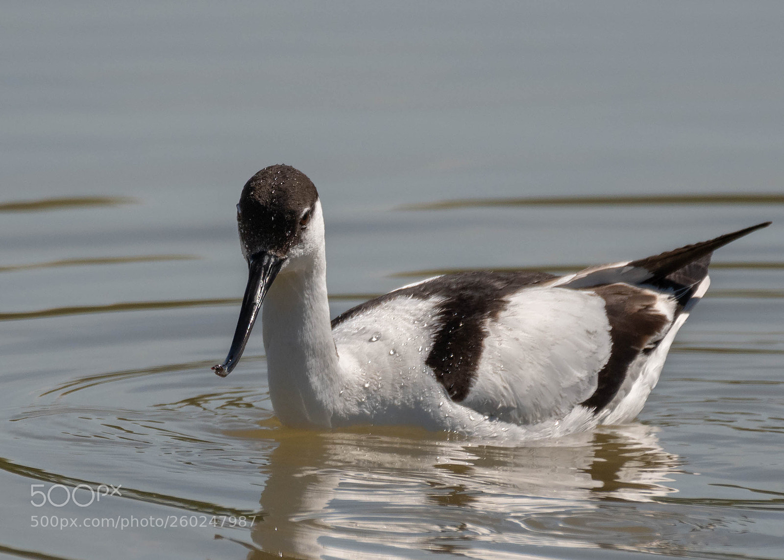 Nikon D500 sample photo. Second avocet photography