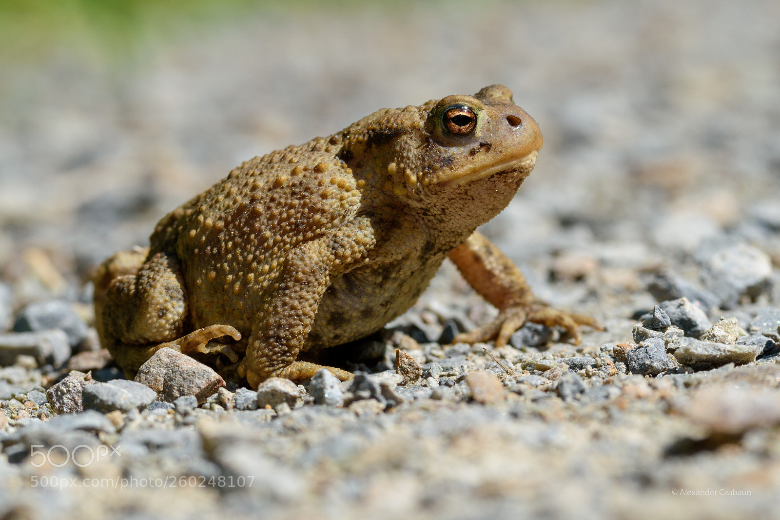 Nikon D5500 sample photo. The toad photography