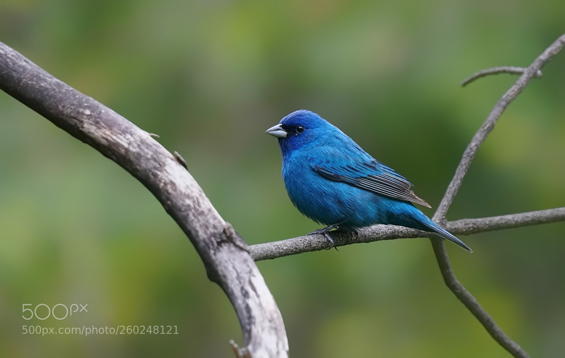 Sony a6300 sample photo. Indigo bunting photography
