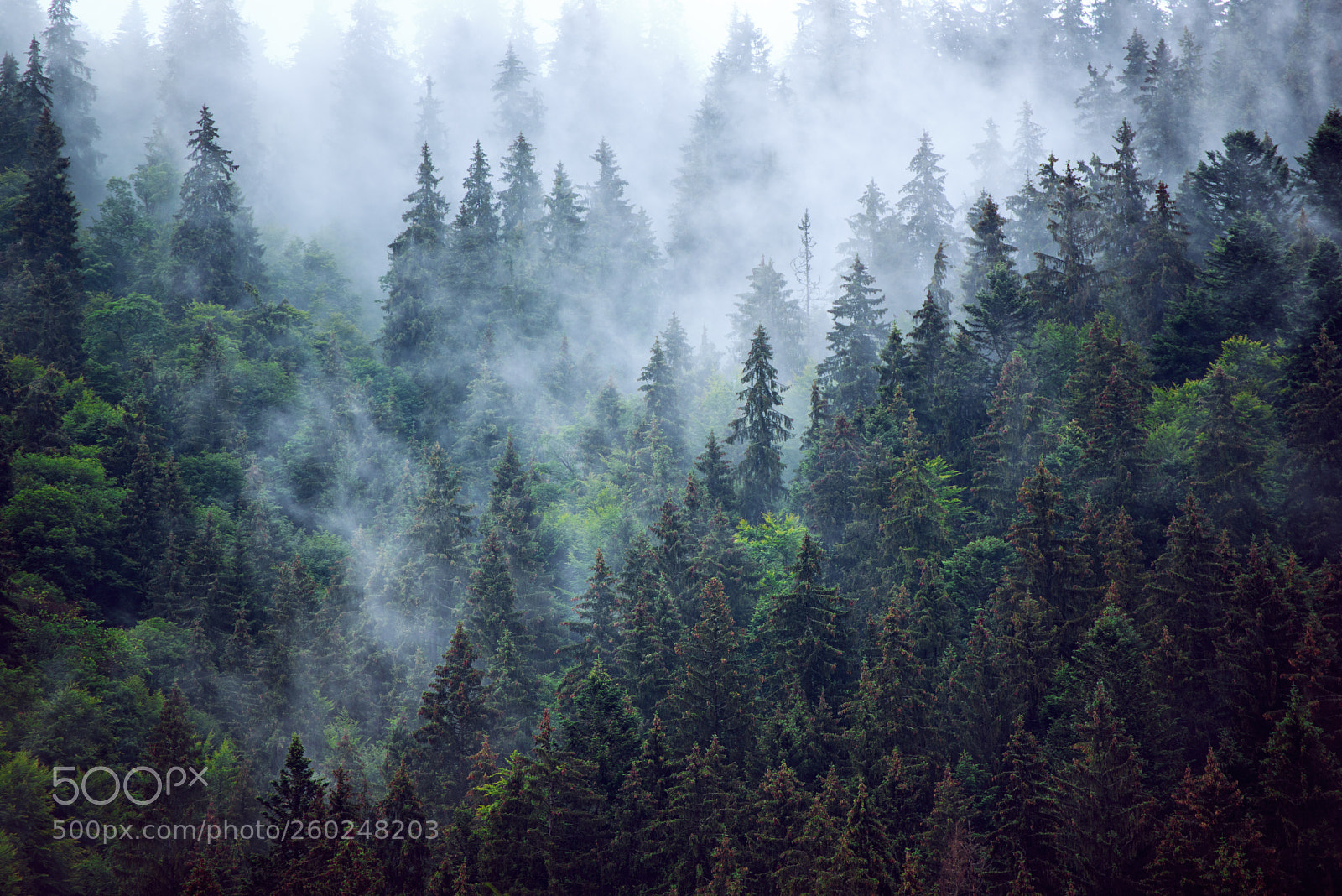 Nikon D750 sample photo. Misty mountain landscape photography