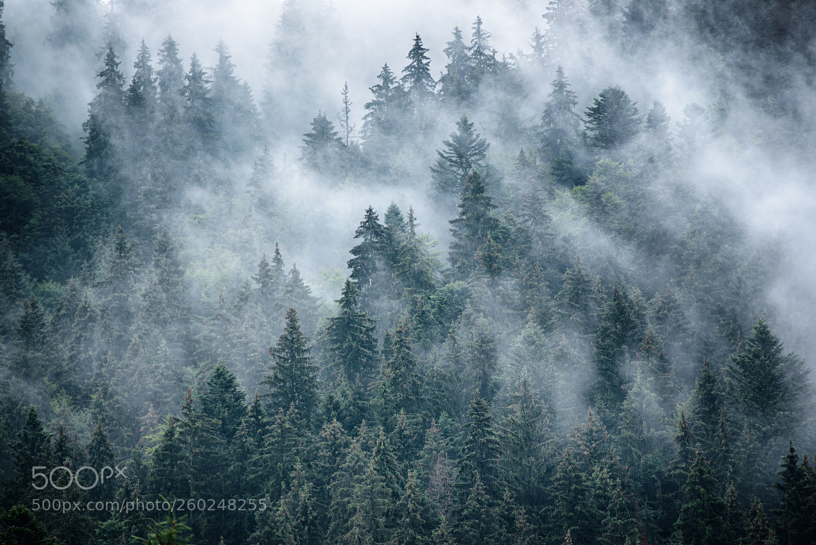 Nikon D750 sample photo. Misty mountain landscape photography