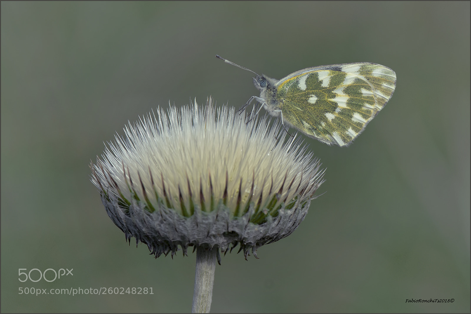 Nikon D500 sample photo. Pontia edusa photography