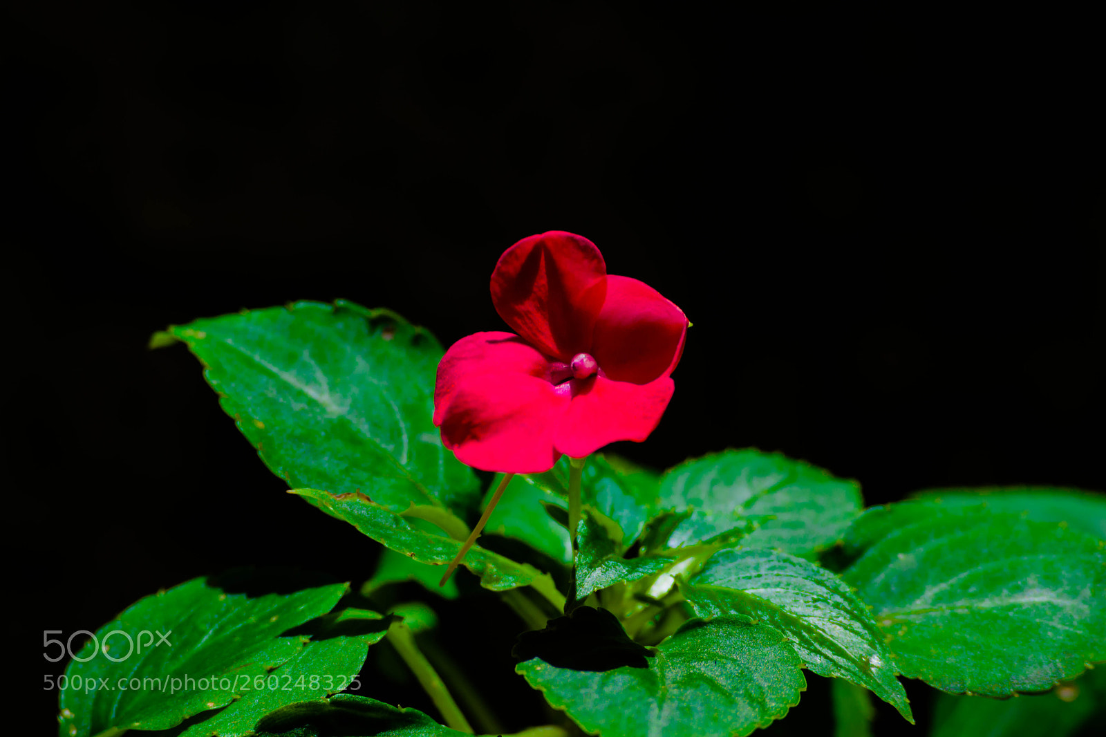 Nikon D5300 sample photo. Red photography