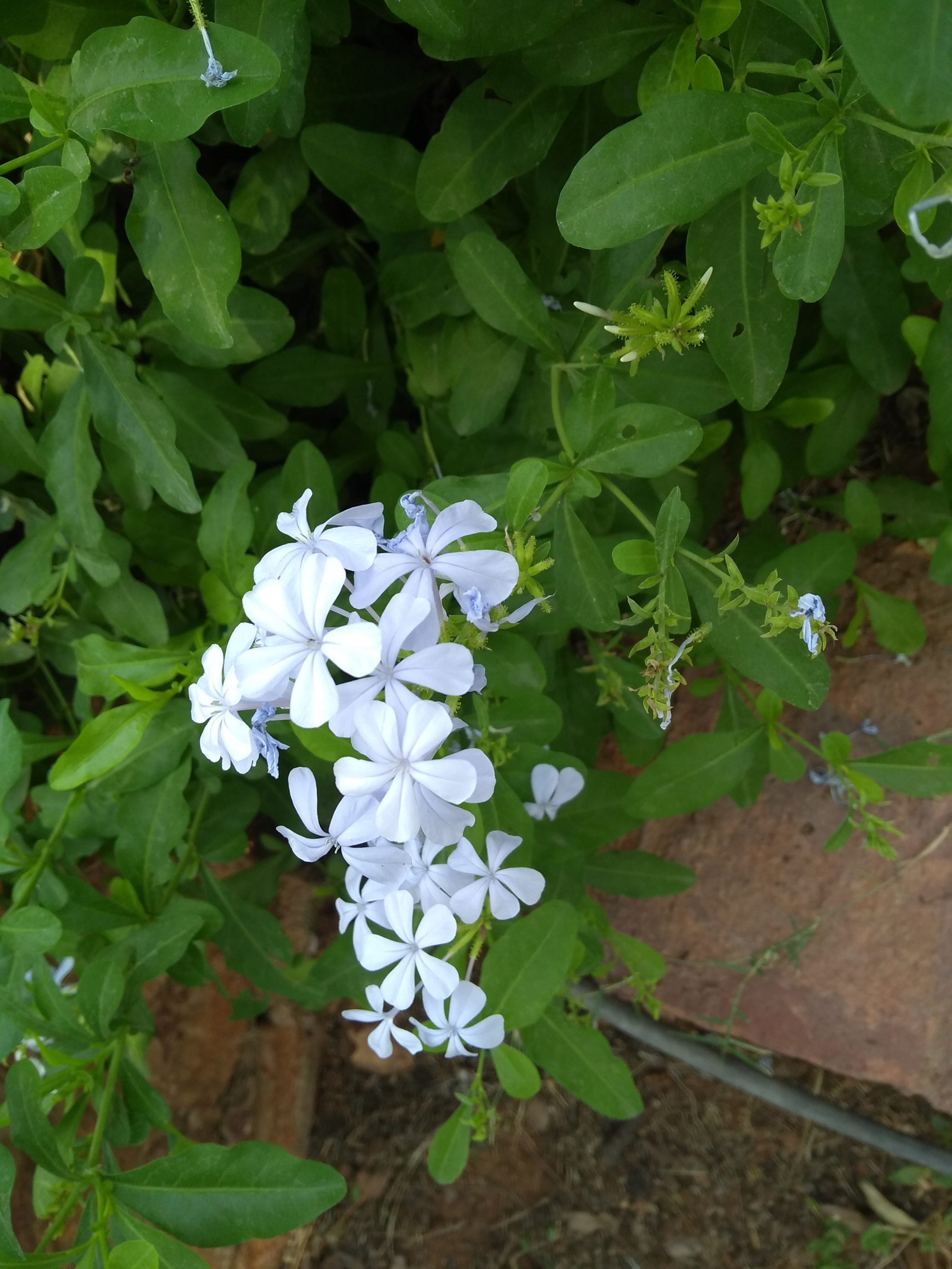 Motorola Moto G (5S) Plus sample photo