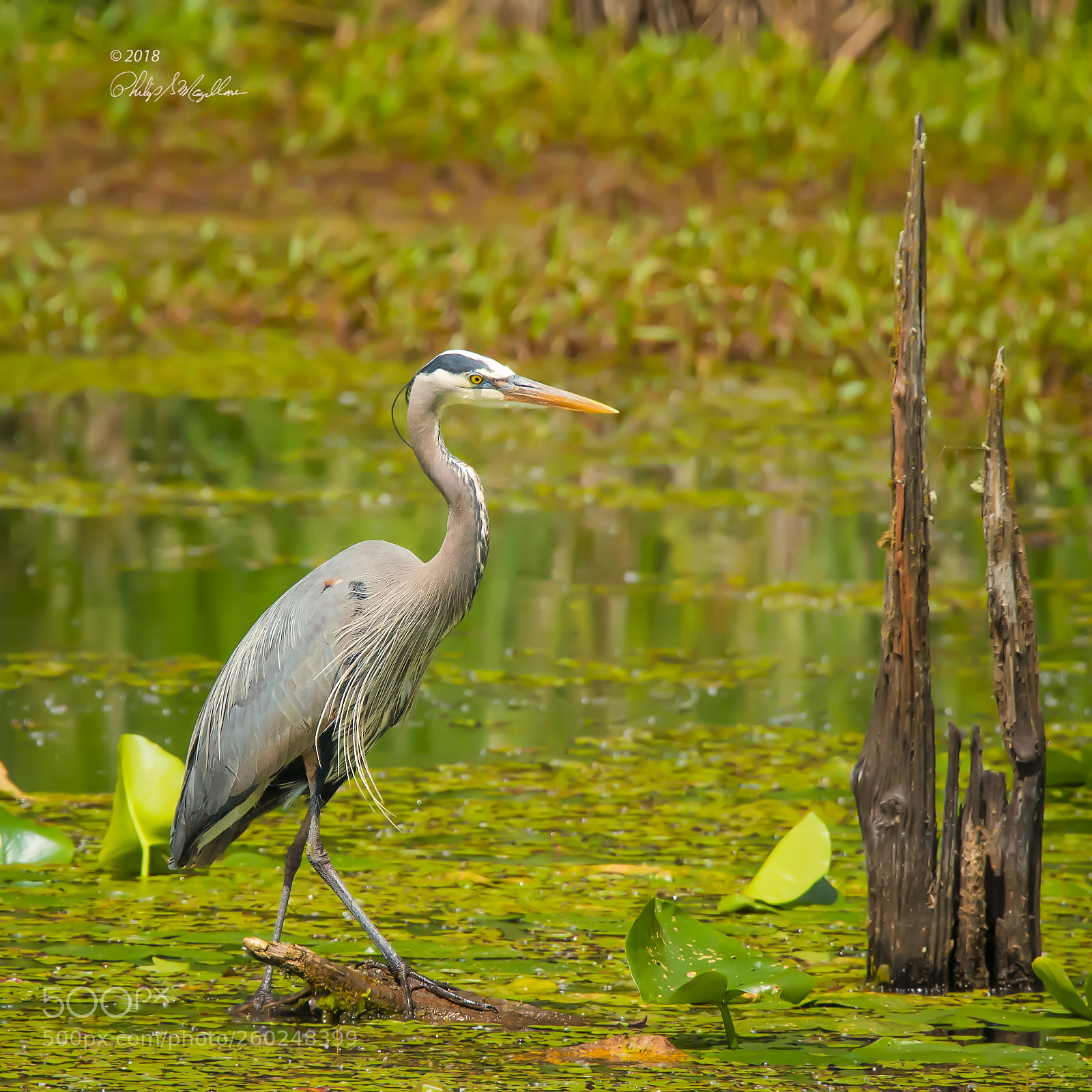 Nikon D500 sample photo. Great blue heron stride photography
