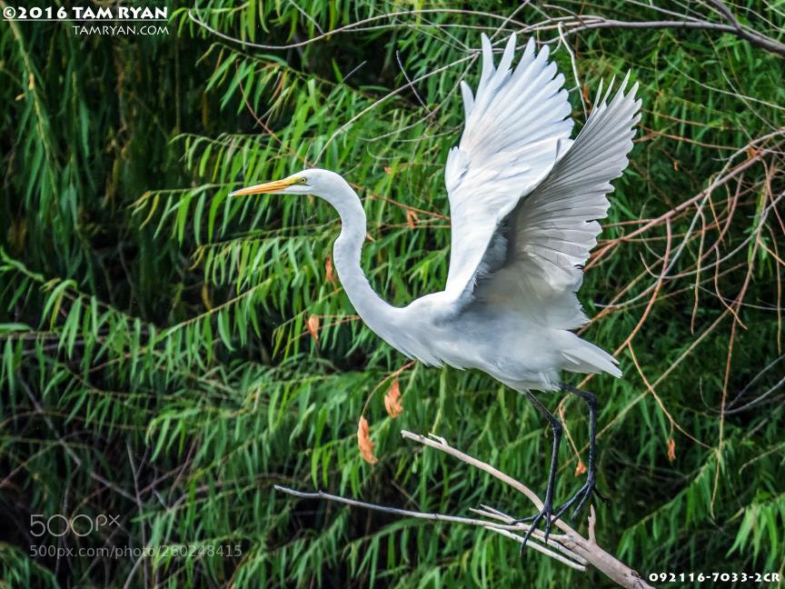 Nikon D7100 sample photo. File# 7033-092116-1cr photography