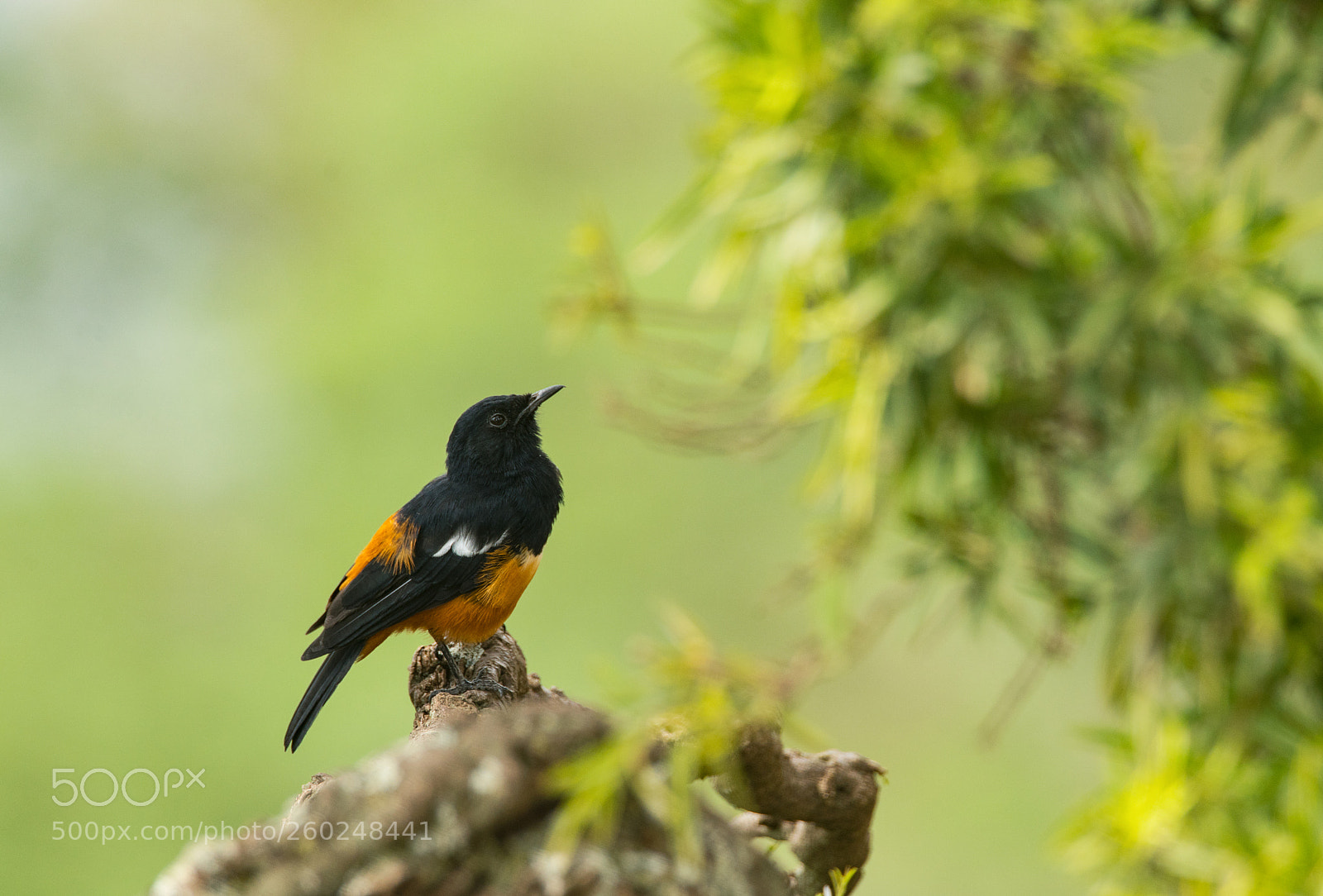 Sony a99 II sample photo. Mocking cliff chat photography