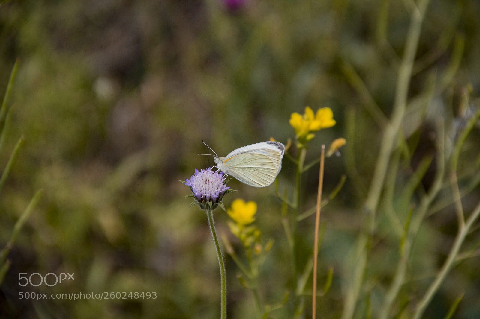 Canon EOS 60D sample photo. Butterfly photography