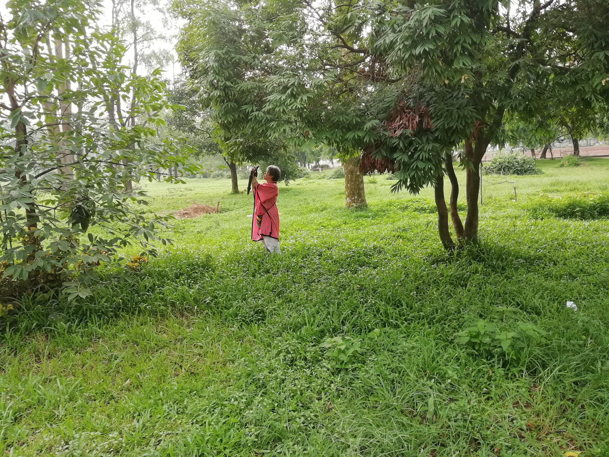 HUAWEI Y9 2018 sample photo. Trees photography