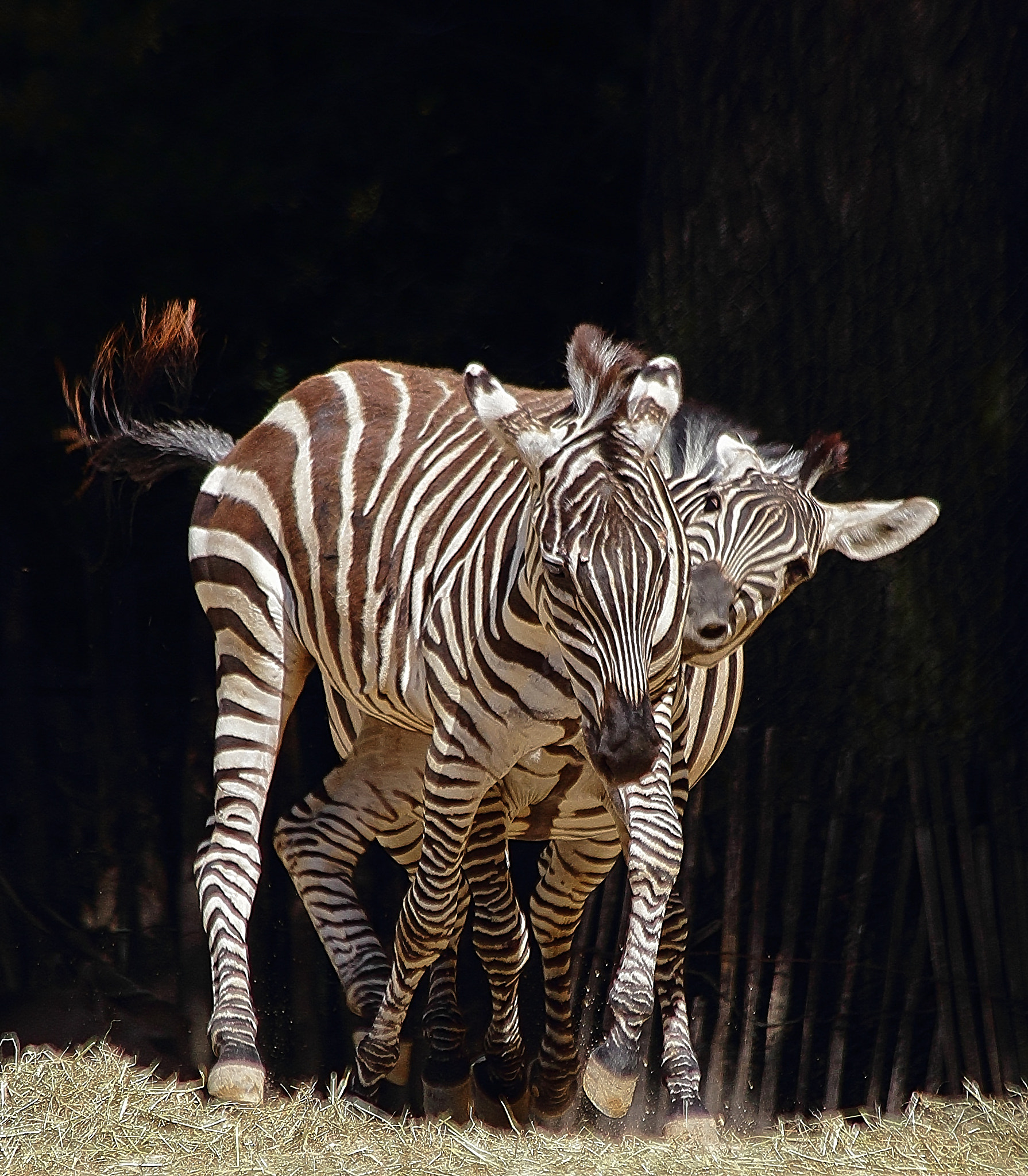 Canon EF 70-300mm F4-5.6 IS USM sample photo. Zebras photography
