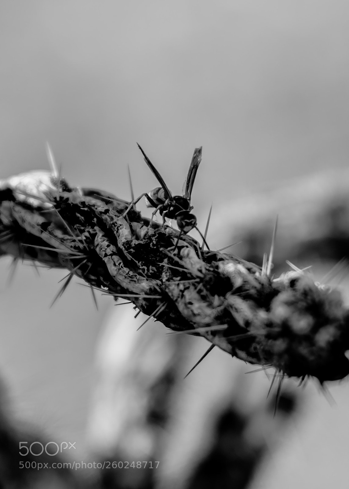 Nikon D500 sample photo. Sharp things photography