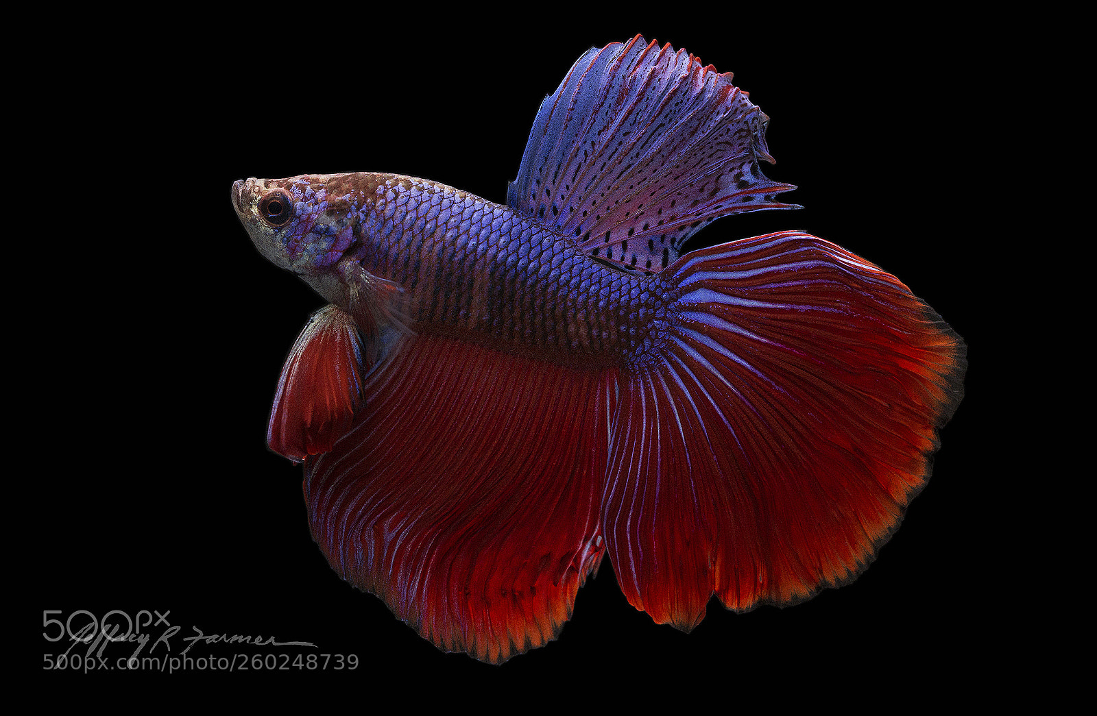 Canon EOS 70D sample photo. Betta portrait** photography