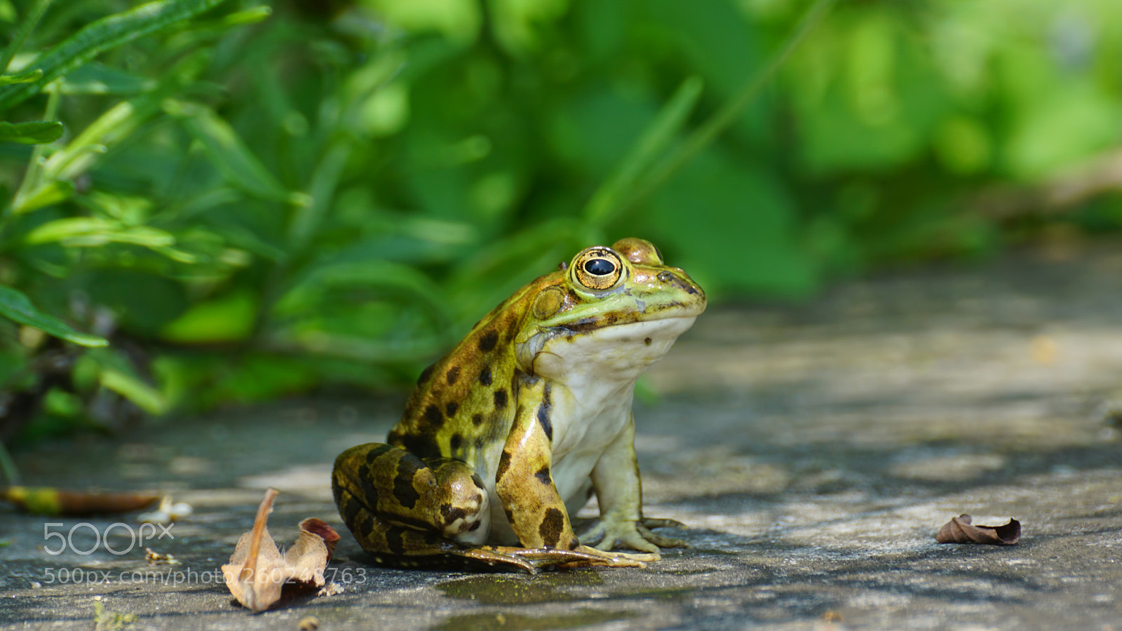 Sony ILCA-77M2 sample photo. Frosch photography