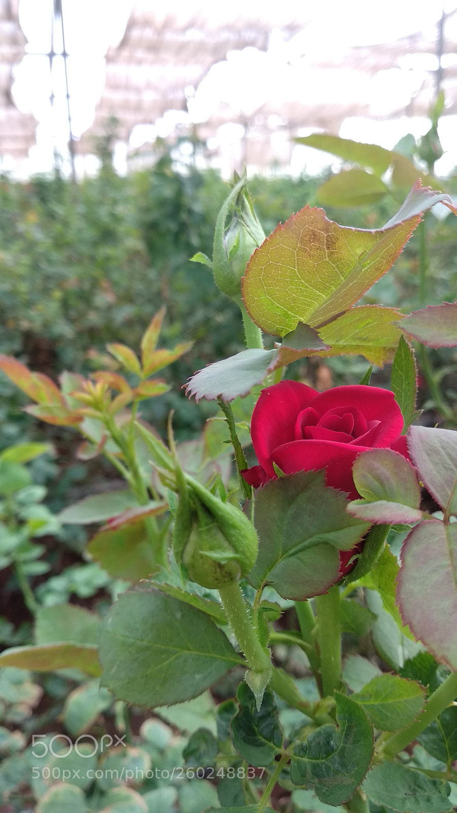 Xiaomi Mi A1 sample photo. Untitled photography