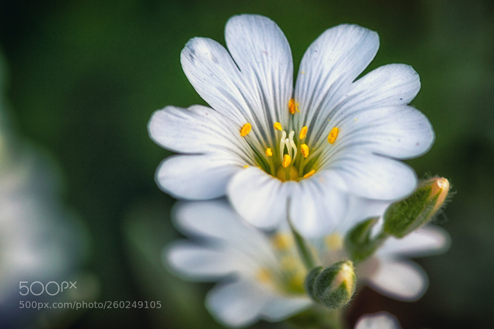 Canon EOS 6D sample photo. Flower photography