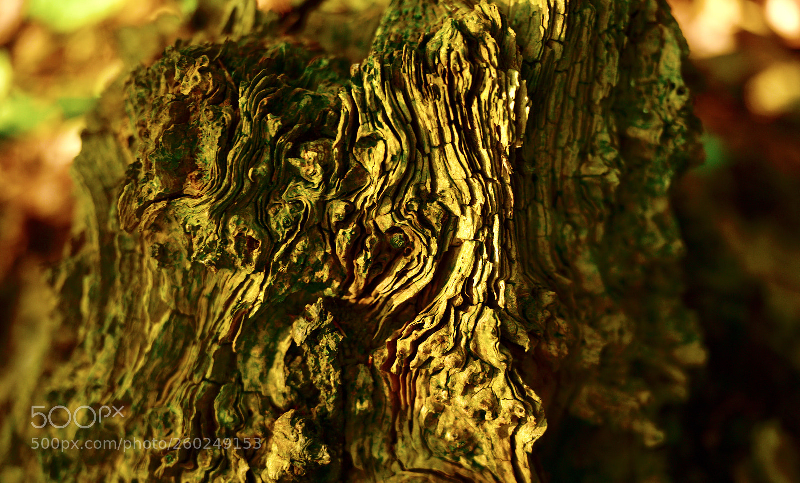 Nikon D850 sample photo. Old tree stump photography