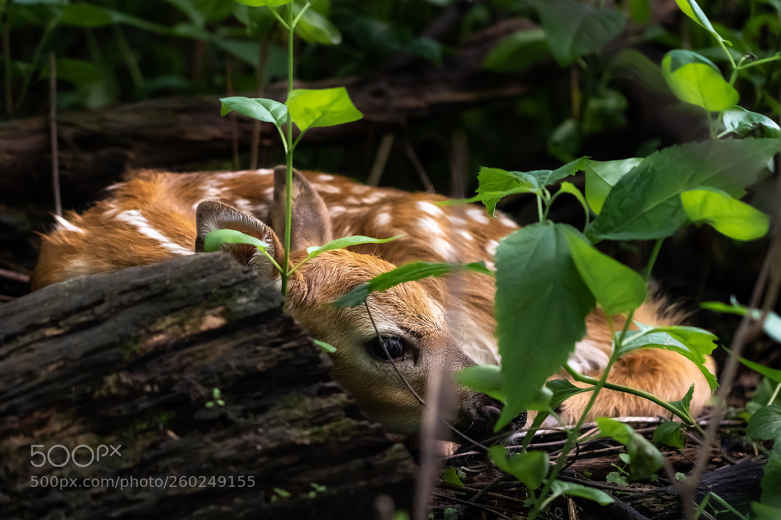 Canon EOS 7D Mark II sample photo. Hiding in the woods photography