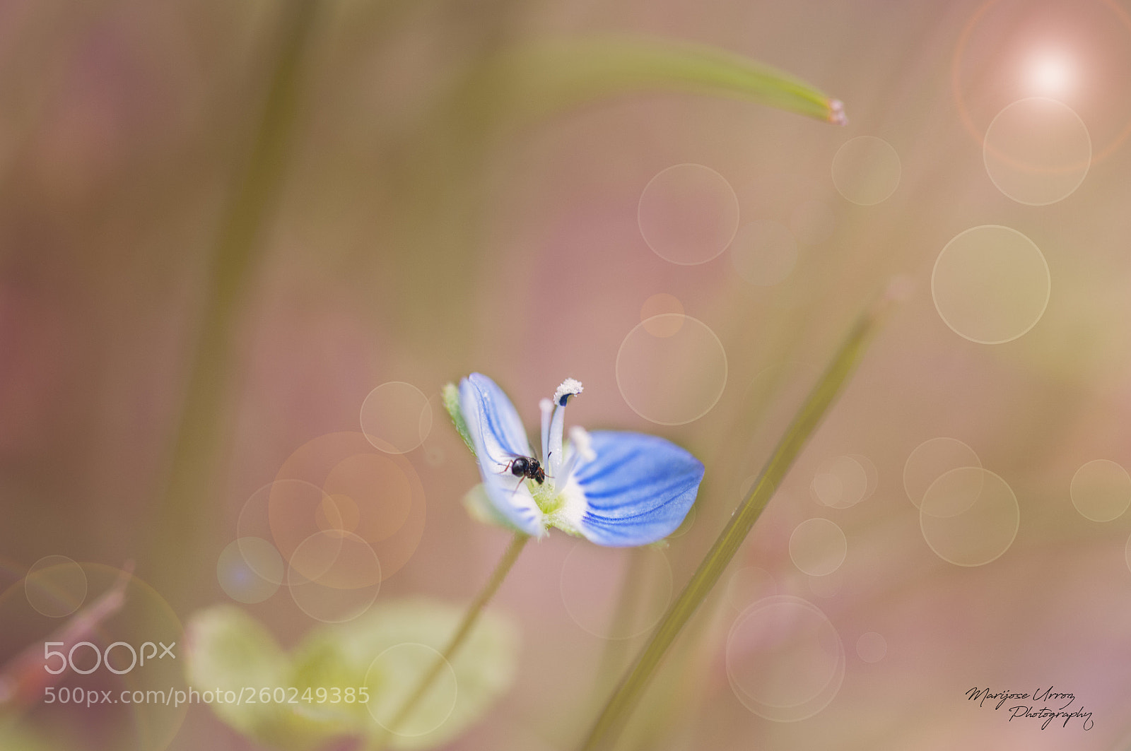 Nikon D300 sample photo. Peque a flor del photography