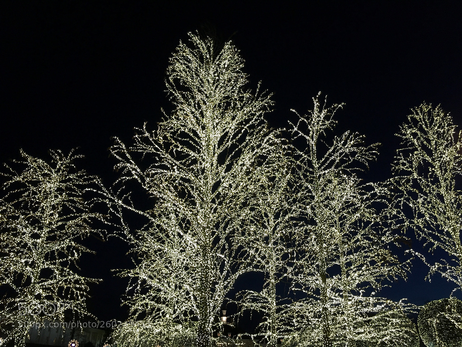 Apple iPhone 6s sample photo. Lit up trees photography