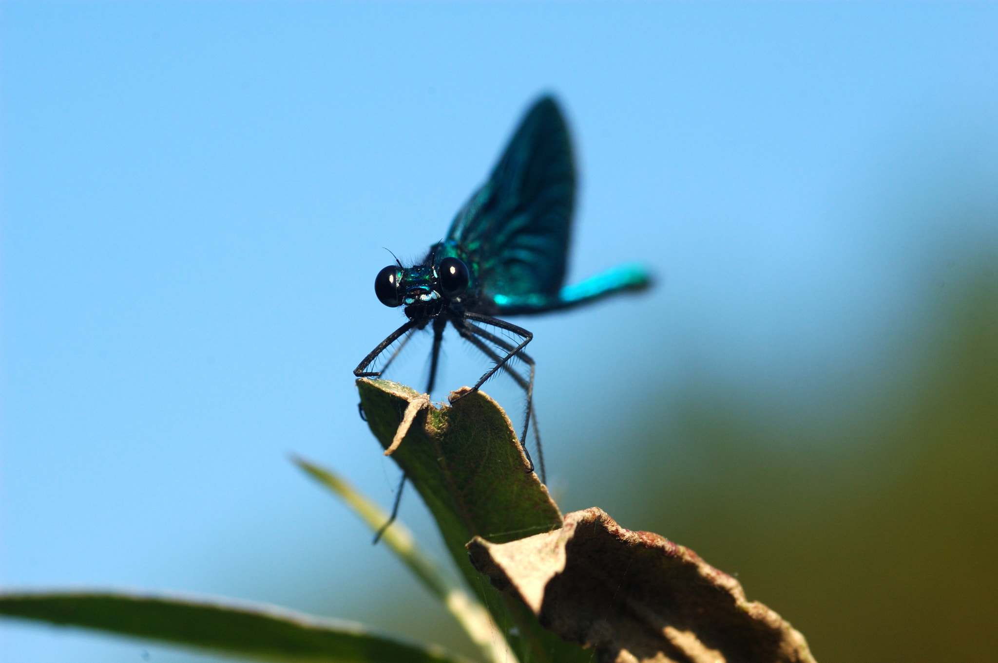 Nikon D70 + Sigma 105mm F2.8 EX DG Macro sample photo. Libellula photography