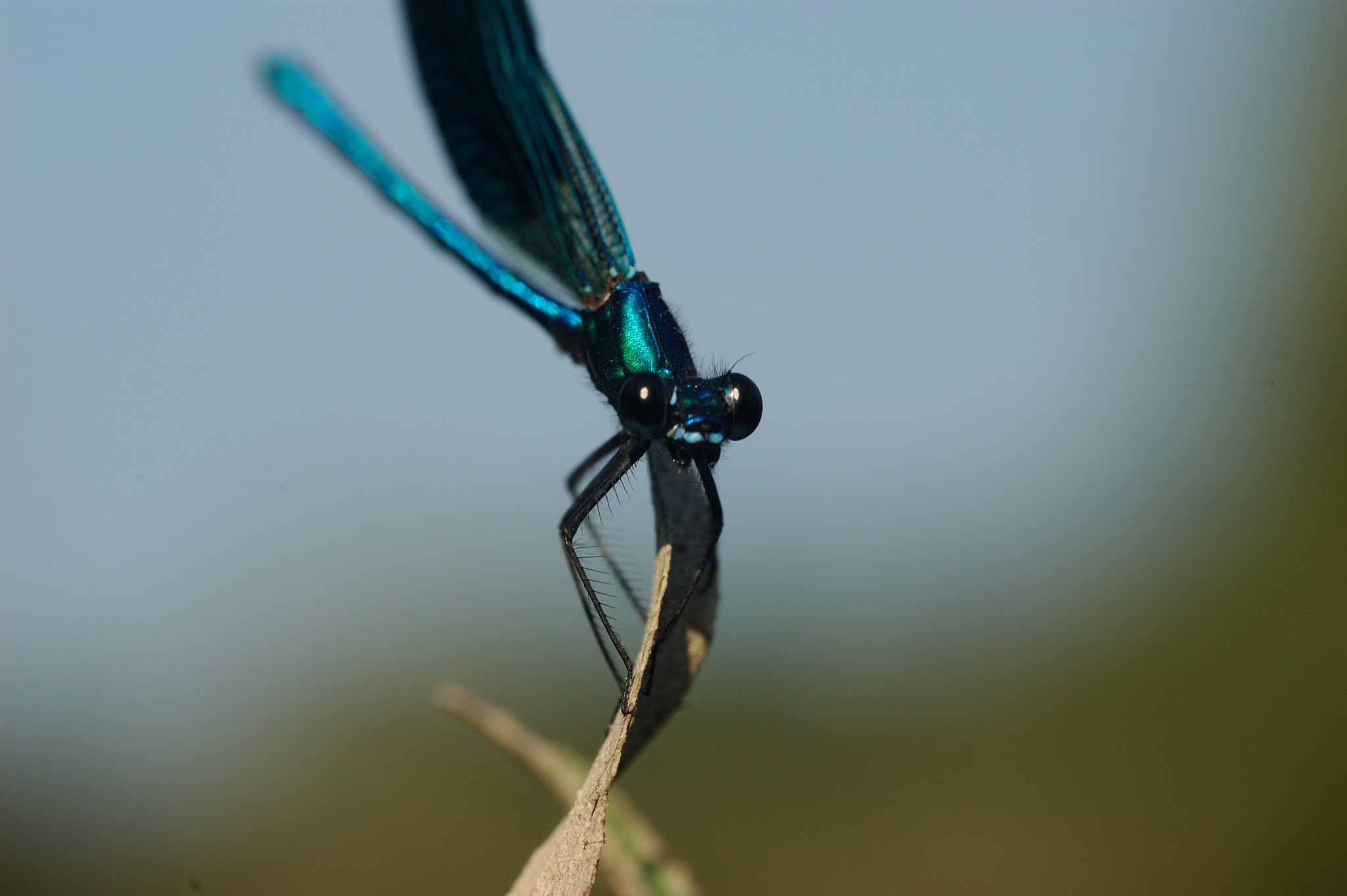 Sigma 105mm F2.8 EX DG Macro sample photo. Libellula photography