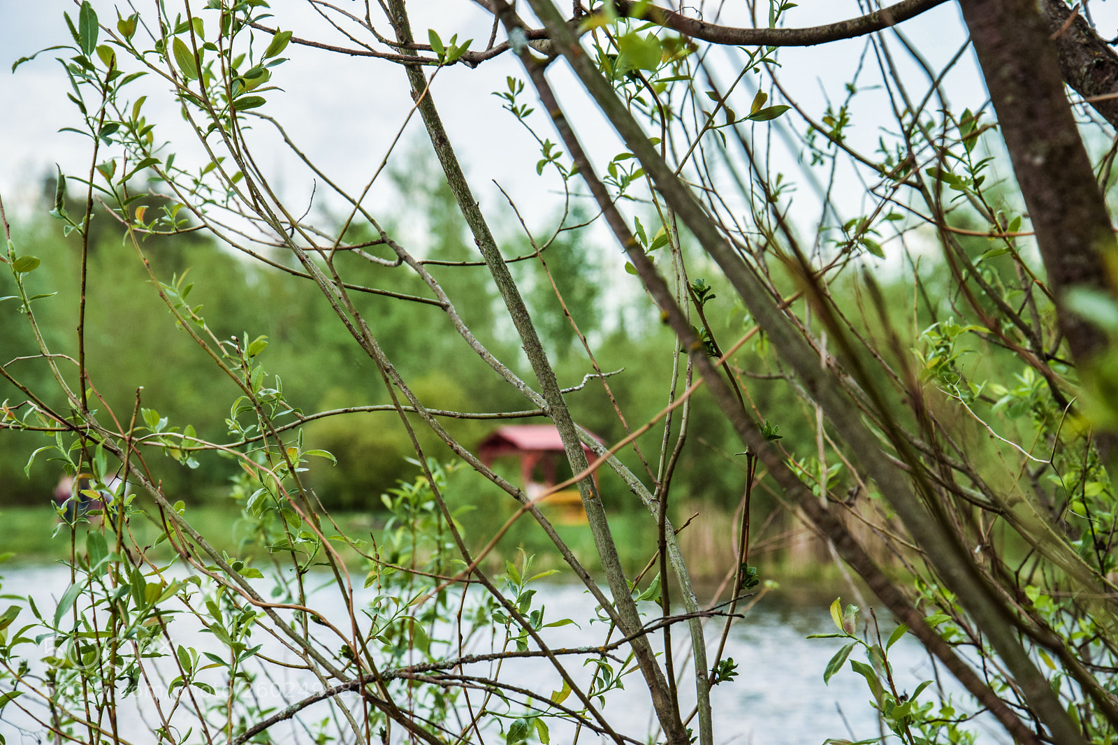 Nikon D3300 sample photo. Through the branches photography