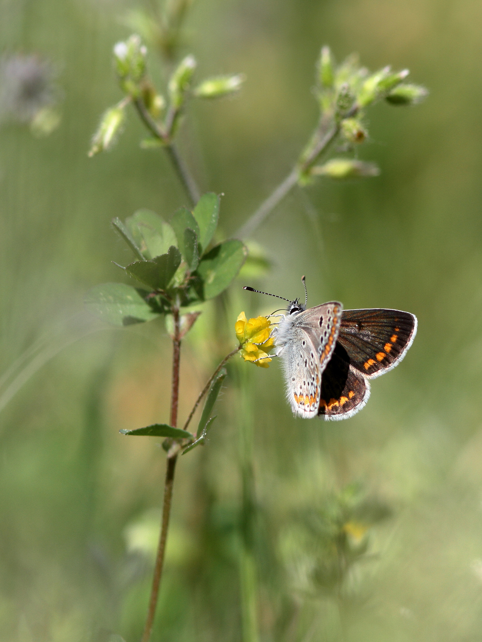 Canon EOS 7D + Canon EF 300mm F4L IS USM sample photo. .. photography
