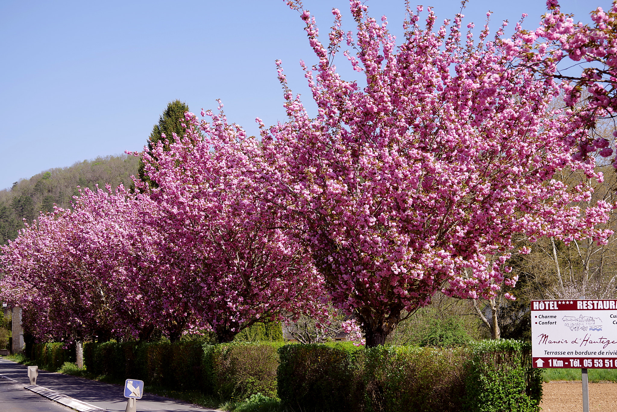 Pentax K-1 sample photo. Blühende bäume photography