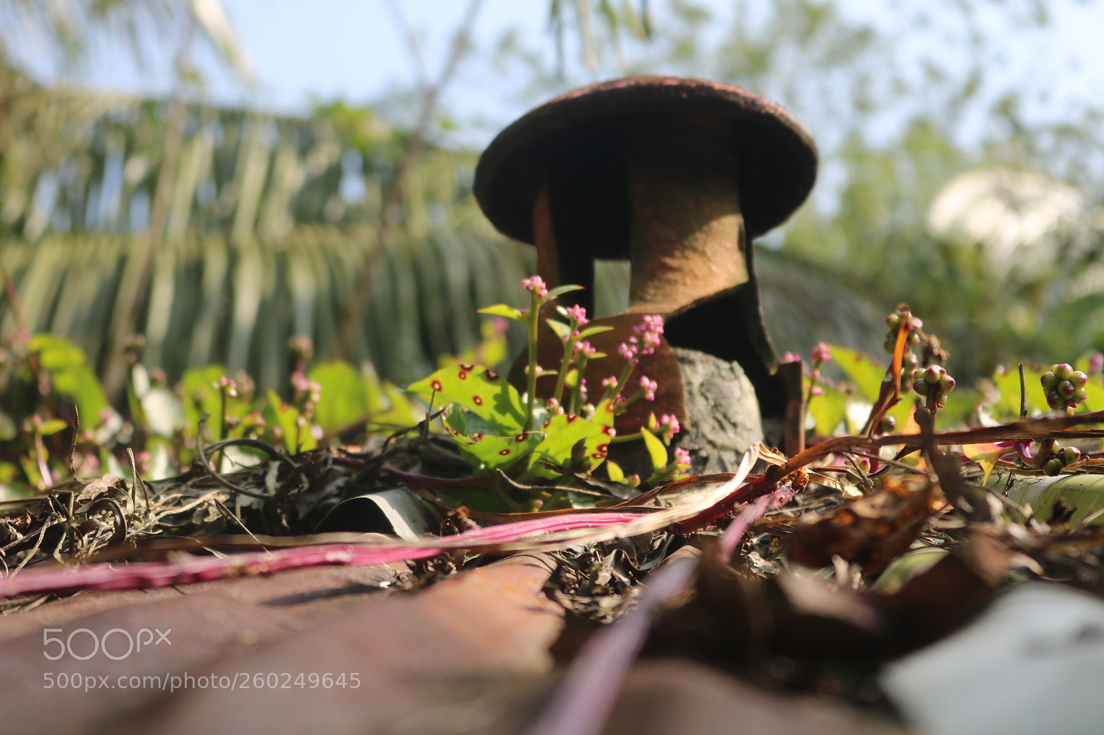 Canon EOS 750D (EOS Rebel T6i / EOS Kiss X8i) sample photo. Natural photography