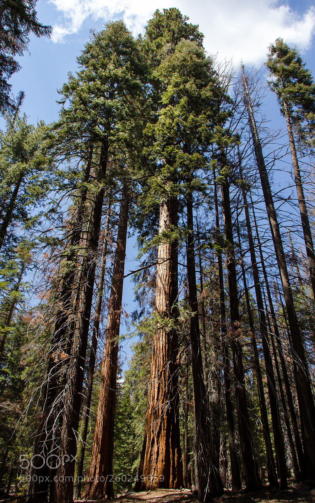 Canon EOS 60D sample photo. Sequoia grove, trail of photography