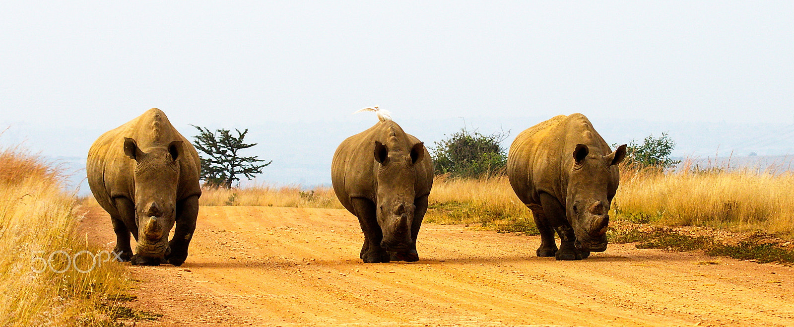 Canon EF 100-400mm F4.5-5.6L IS USM sample photo. Three rhinos photography