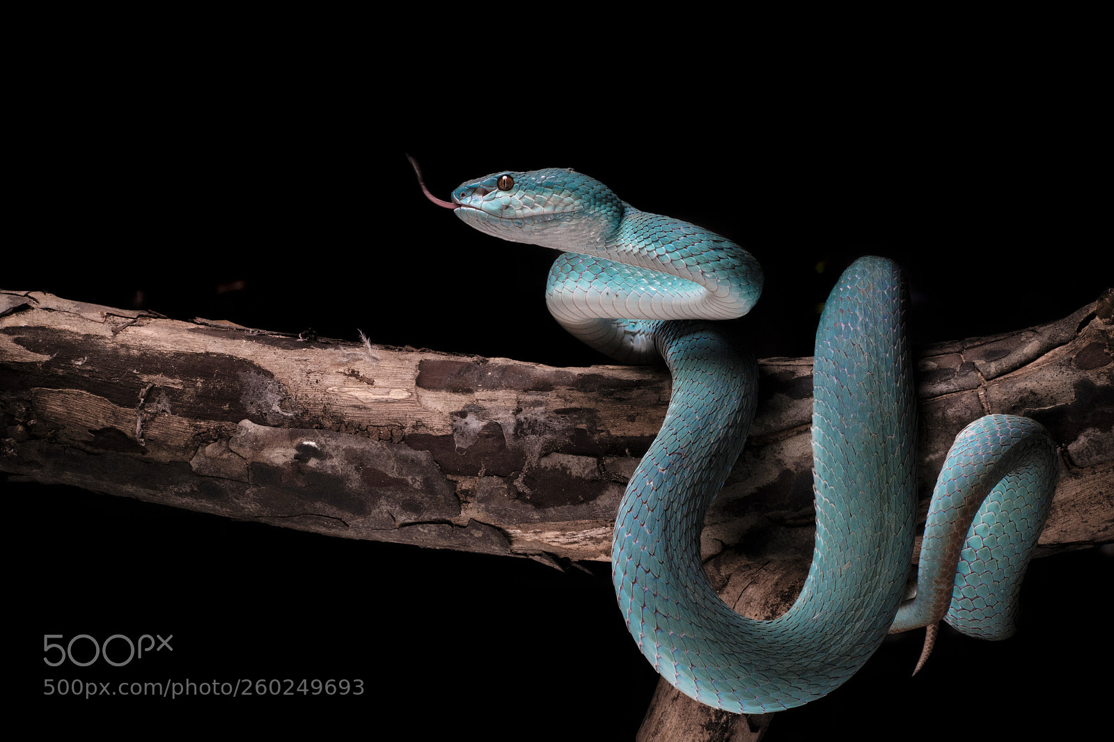 Sony a7 II sample photo. The blue viper #2 photography