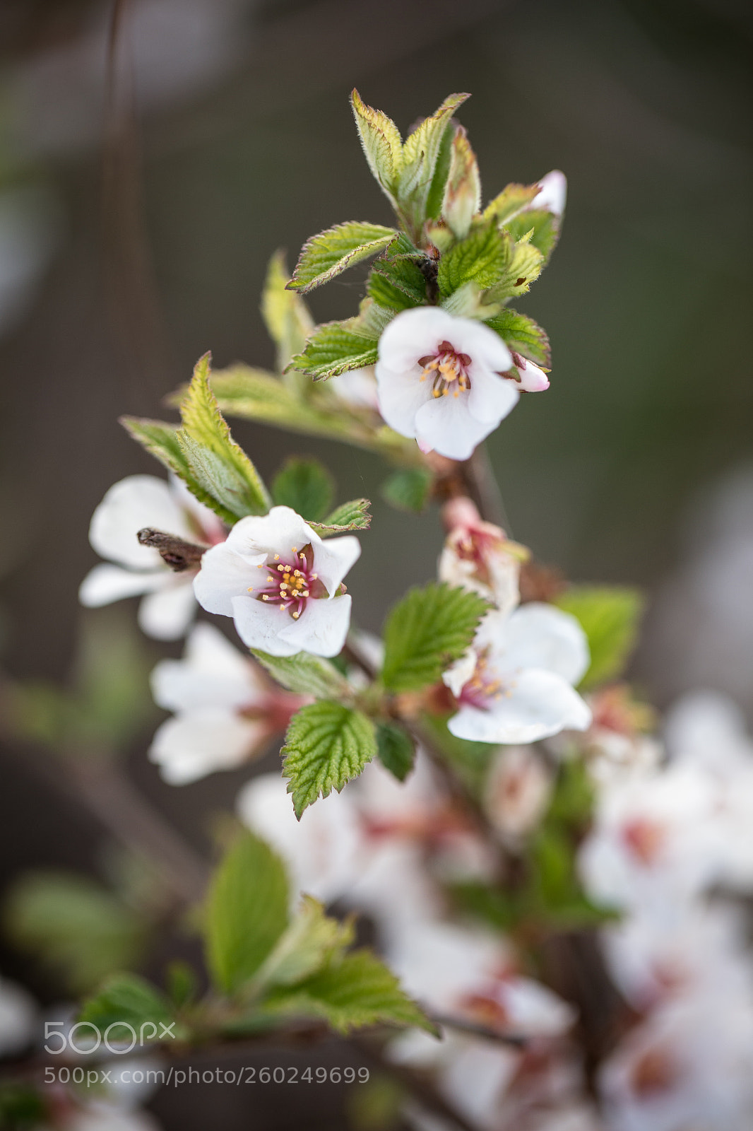 Canon EOS 6D sample photo. Beauty spring photography