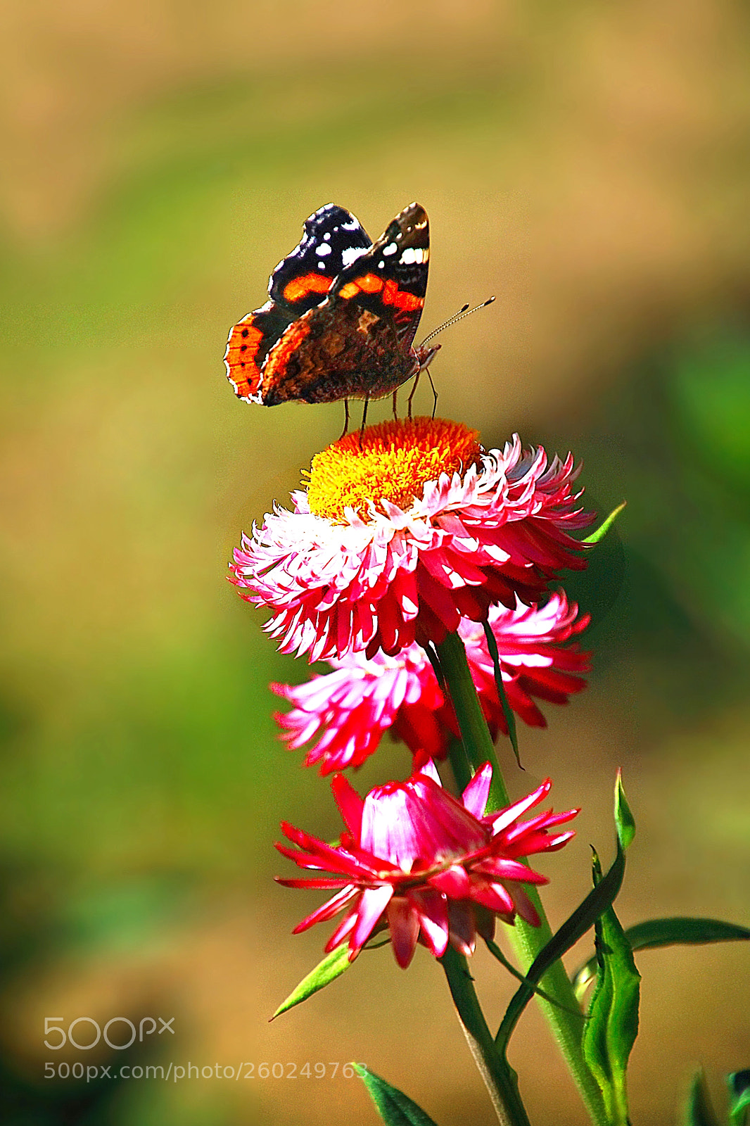 Canon EOS 450D (EOS Rebel XSi / EOS Kiss X2) sample photo. My butterfly photography
