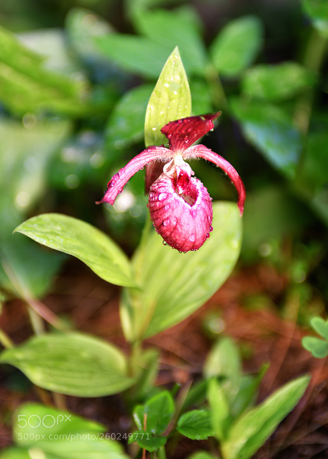 Nikon D810 sample photo. Orchidáceae photography