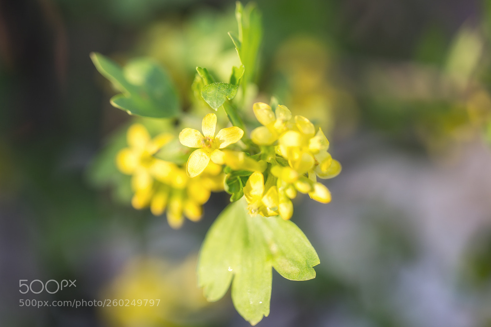 Canon EOS 6D sample photo. Beauty spring photography