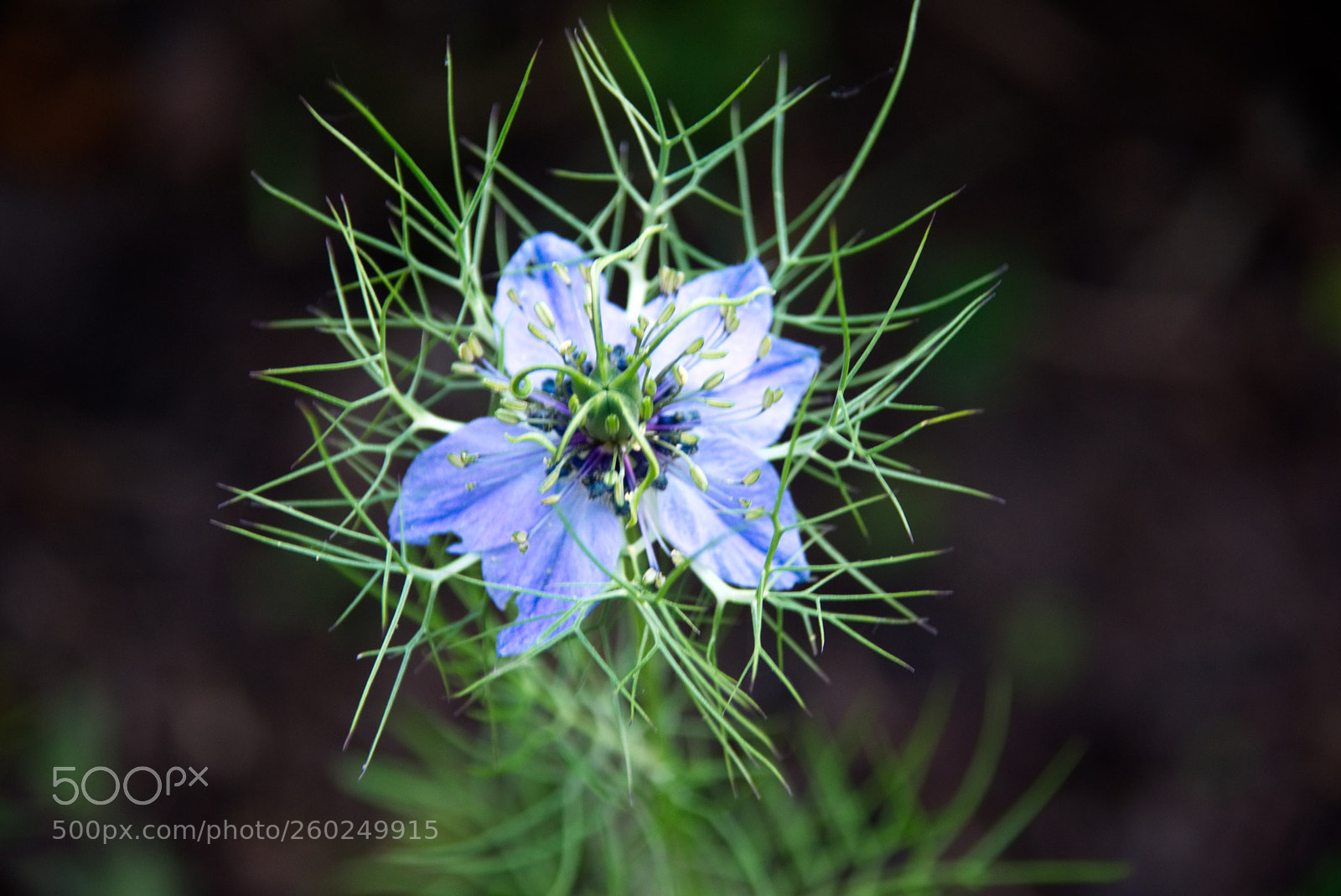 Sony SLT-A77 sample photo. Flower photography