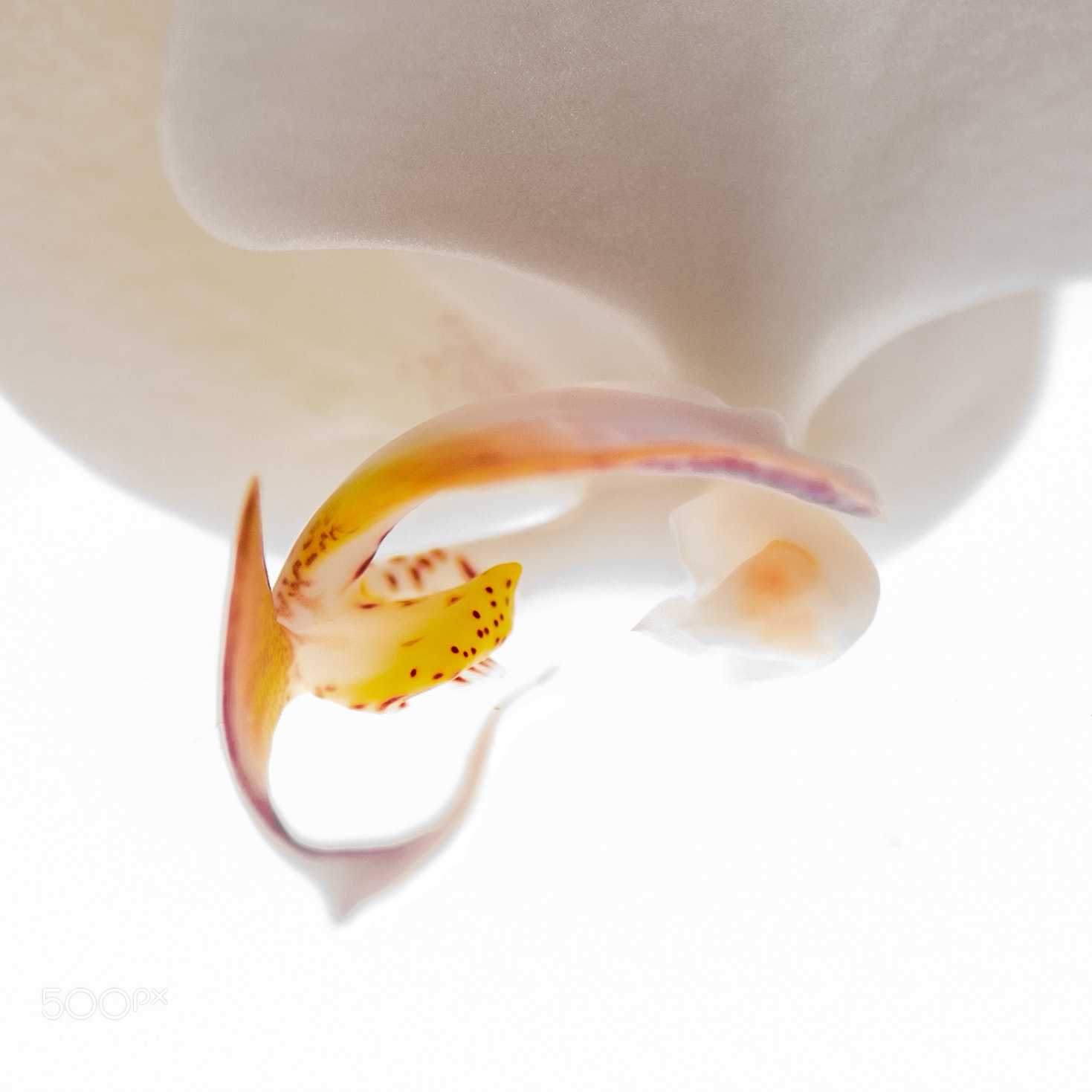 Nikon D810 sample photo. ©ndc_-6311.jpg photography